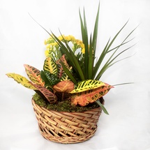 Blooming Dish Garden