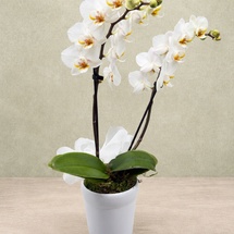 Elegant White Orchids